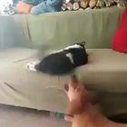 Don’t underestimate the power of an annoyed cat