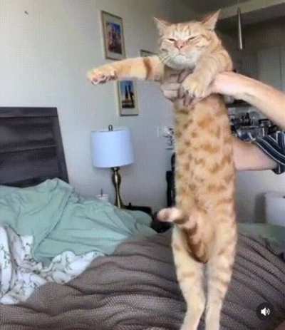 Hung Cat