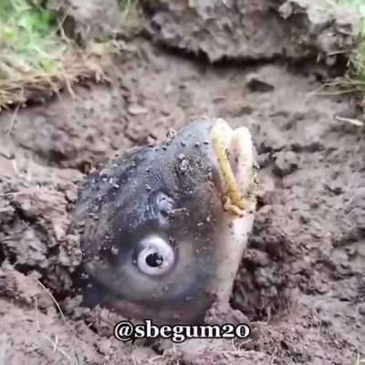 Halal oral sex fish😳<wbr>😳😳🗿Su<wbr>bhana<wbr>llah😋<wbr>😋🤔👺🕋🕋