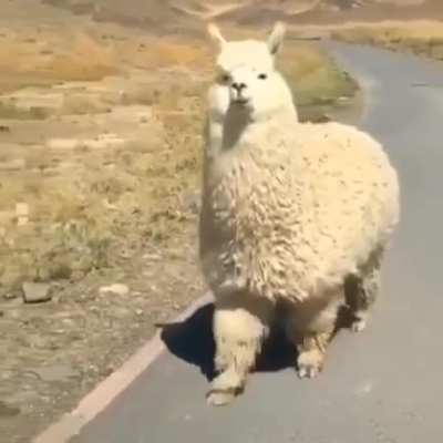 There are no wild alpacas. Alpacas are domesticated versions of vicuñas, South American ruminants that live high in the Andes. Alpacas are raised mainly for their soft and fluffy wool.