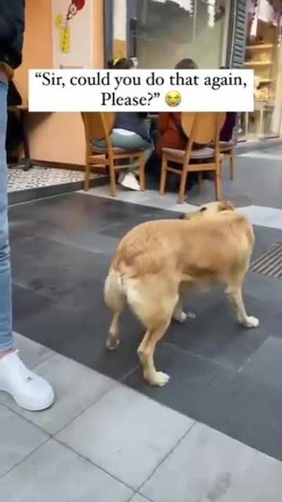 what da dog doin'?