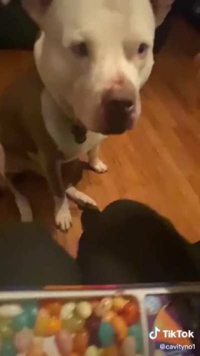 Dogs aren’t supposed to eat jelly beans