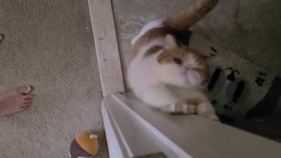 Cat.