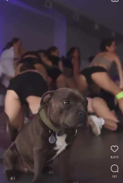 DOG:...