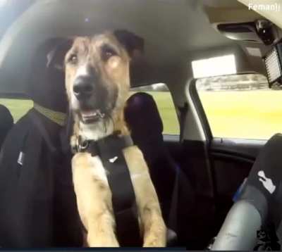 Teaching dogs to drive