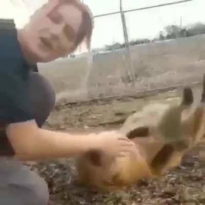 It's Finnagan Fox!!!