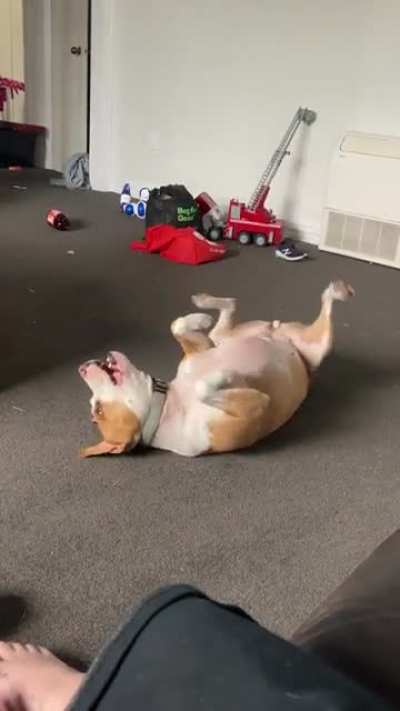 Does anyone else’s hippo do this