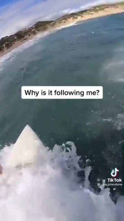 I love dolphins