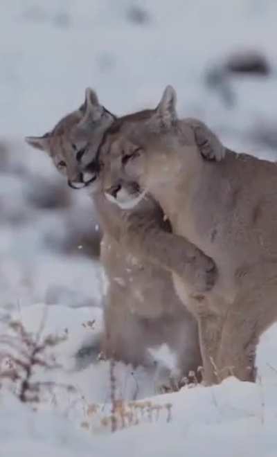 Puma with her cub. Also called cougar or mountain lion. They are found in the Americas. Canada down to the Southern Andes of South America.