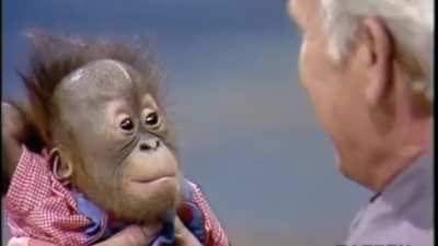 monke makes hooman laugh