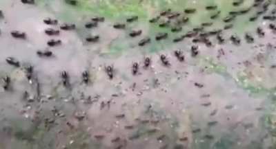 A Termite line (top) and an Ant line (bottom), each protected by its column of soldiers who face each other without attacking