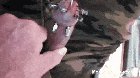How many holes on your penis?