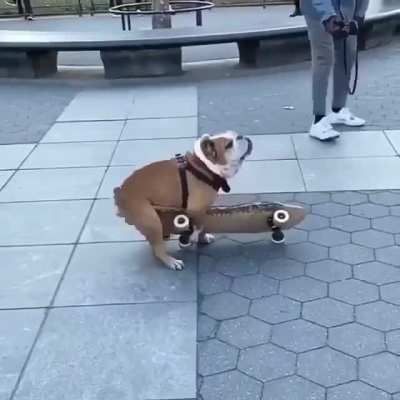 Dog loves to ride his skateboard in public….