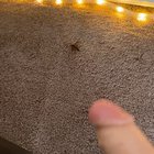 Wasp are fucking evil