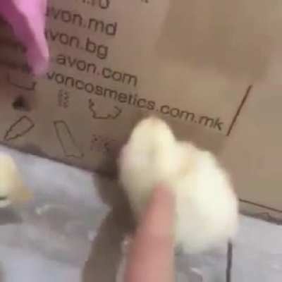 Moldy chicks