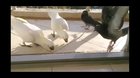 fuCKINg rACist dRaGS off A blAcK BIrD anD lets hiM STarVe to DeaTH