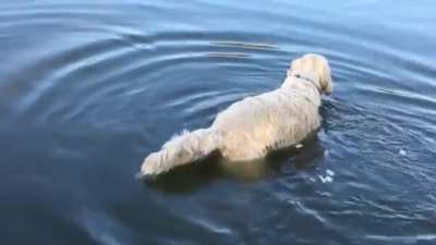A smart dog using bread as bait to catch a fish