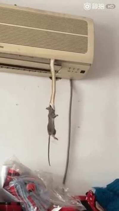What the fuck