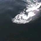 🔥 Blue Whale gulping up a meal and 10,000 Gallons of water! 💙🐳🔥