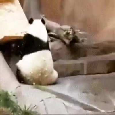 PandasBeingClumsy
