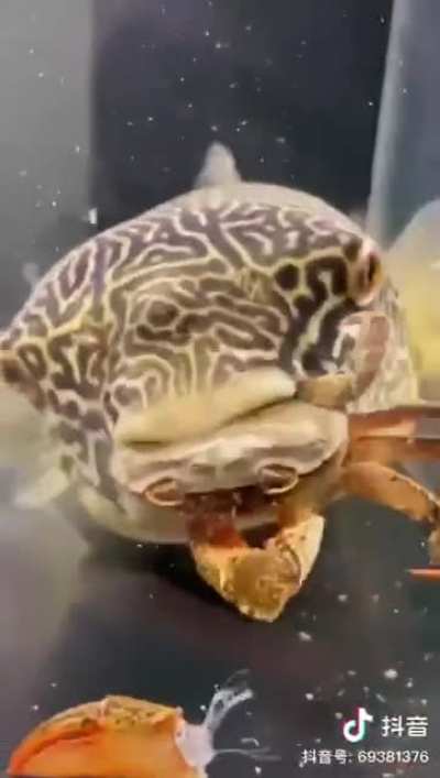 This fish is deceptive in appearance, but it is very fierce...!!