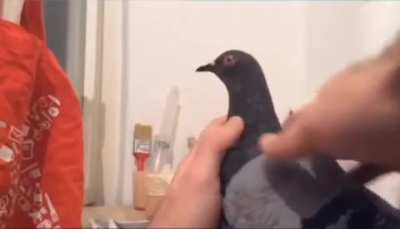 Pigeons are the gods