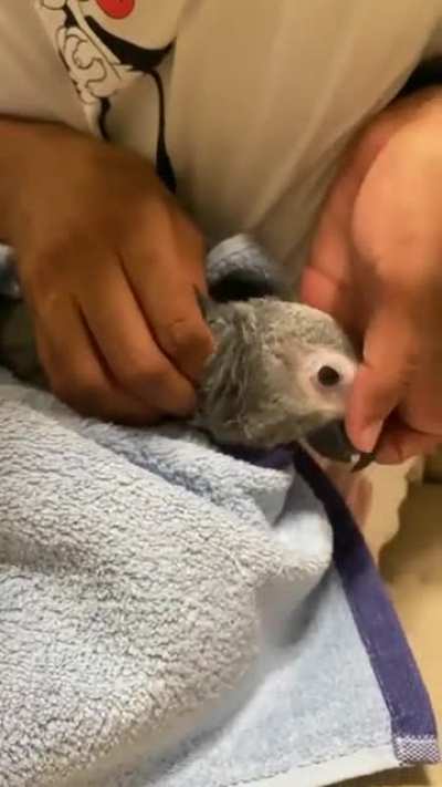 a parrot having a bad time