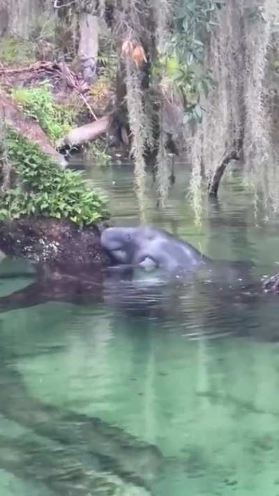 This Manatee climbs out of the water to eat the leaves