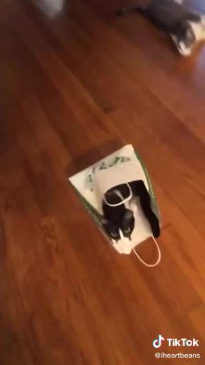 How to catch a cat