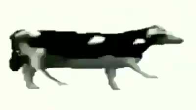 miren esta vaca esta graciosa jaja
