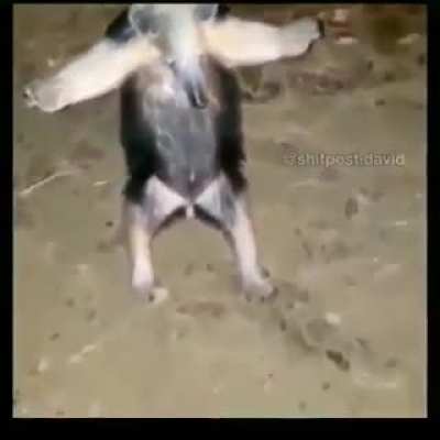 T pose