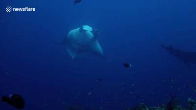 Rare white manta ray (not albino), sighted in Indonesia in 2019