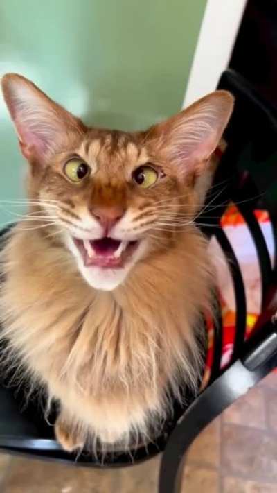 Забавный Котик