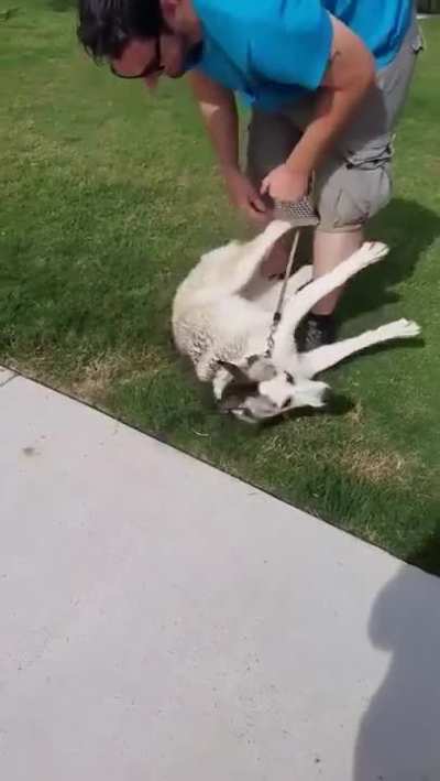Huskey throws a tantrum because he has to leave the dog park