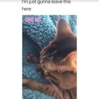Cat gets it tongue stuck on blanket