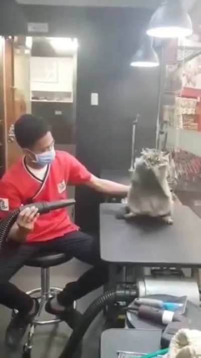 Cat.