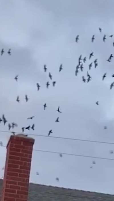 Birds flying inside the chimney