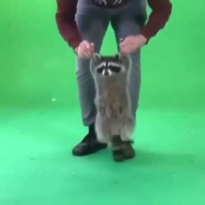 Bouncy Boi