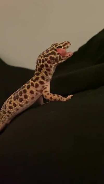 mlem