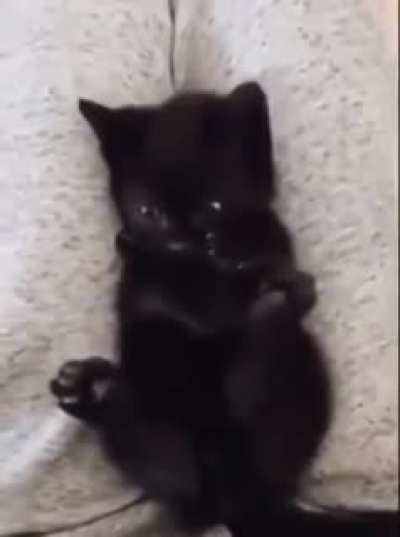 Cat realizes it has four paws.