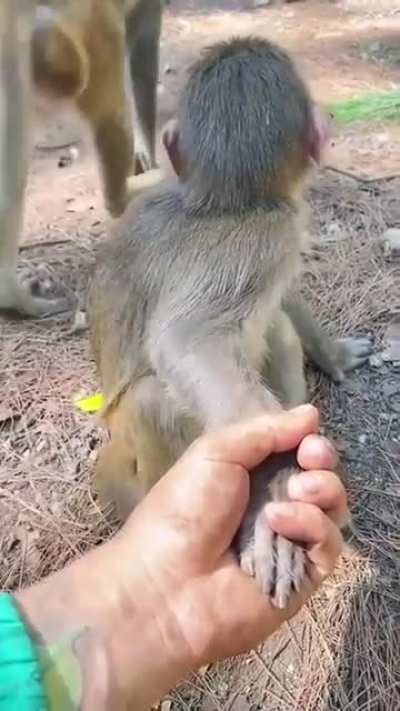 Tricking the monkey.