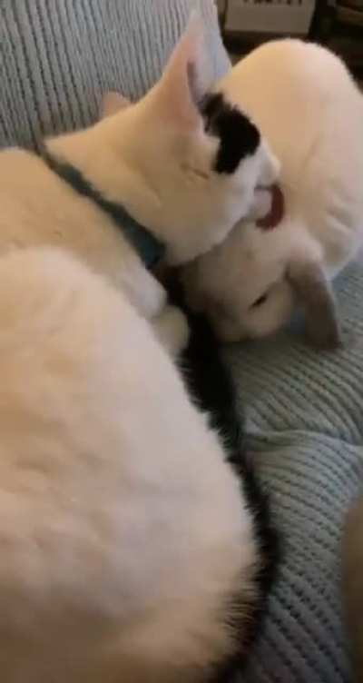 Every night my lop Ralph jumps up for a grooming from his sister Lola 😂