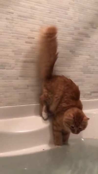 A little CATastrophe