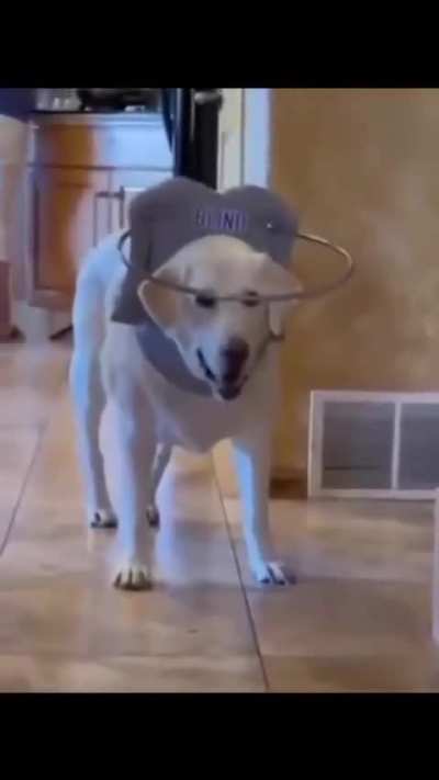 Air bud