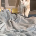 Featuring adorable Kitten