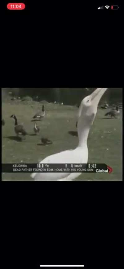 Pelican eats a whole pigeon