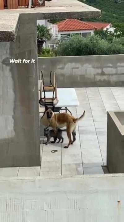 title nehi hai