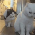 Рефлекс на вскрытие консервов