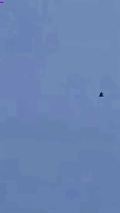 tracking a Peregrine Falcon diving at over 200 mph to strike its prey mid-air.