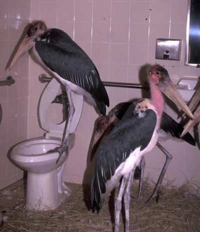 Toilet Rule